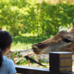 Holiday Hub - Bristol Zoo Project